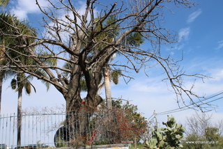 Ciliegio dell Etna